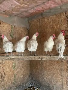 Bresse cross laying hens and roosters