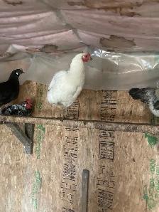 Bresse cross laying hens and roosters - Photo 2