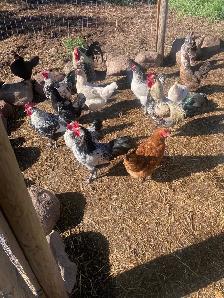 Bresse cross laying hens and roosters - Photo 3