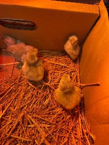 lavender Orpington chicks - Photo 3