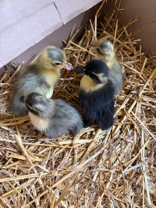 call ducklings for sale