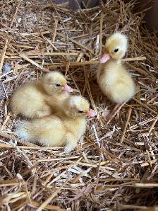 call ducklings for sale - Photo 2