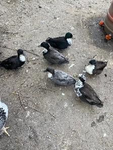 call ducklings for sale - Photo 6
