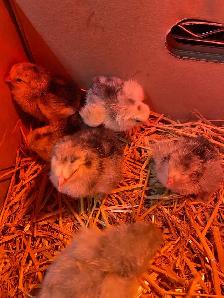 standard Brahma chicks - Photo 3