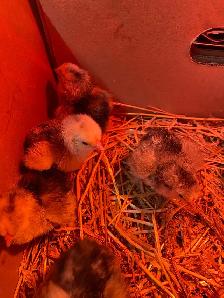 standard Brahma chicks - Photo 5