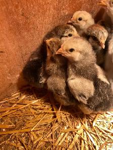 standard Brahma chicks - Photo 6