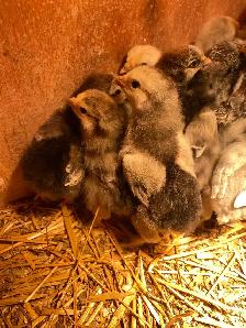standard Brahma chicks - Photo 7