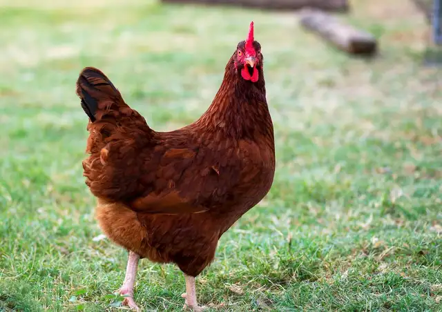 Pure Bred Rhode Island Red hatching Eggs!