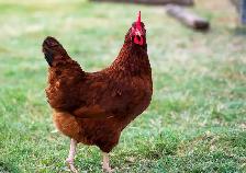 Pure Bred Rhode Island Red hatching Eggs!