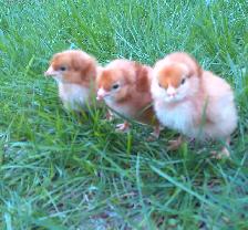 Pure Bred Rhode Island Red hatching Eggs! - Photo 3