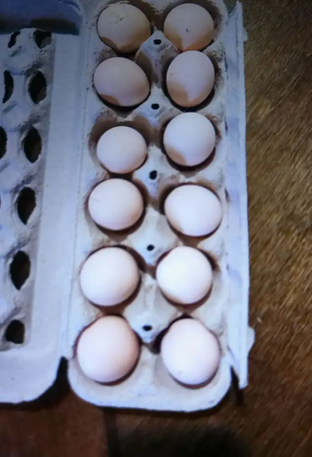 Silkie Hatching Eggs
