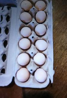 Silkie Hatching Eggs