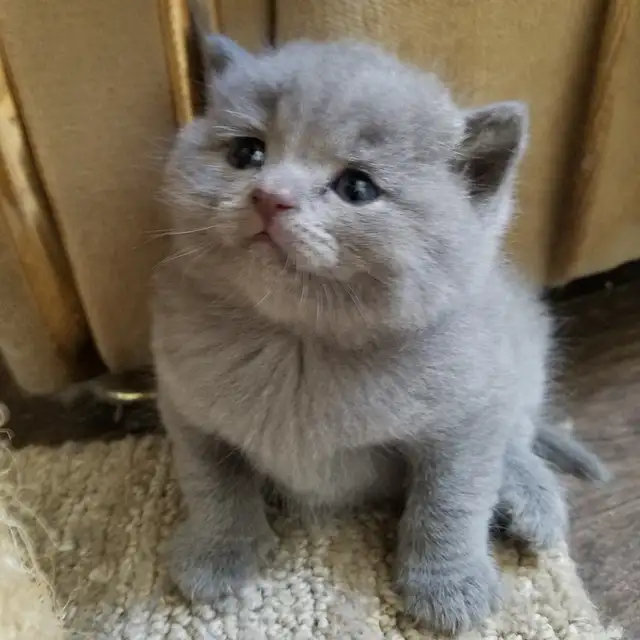 Scottish Straight and Scottish Fold kittens CCA/AFC registered