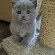 Scottish Straight and Scottish Fold kittens CCA/AFC registered - Photo 3
