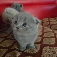 Scottish Straight and Scottish Fold kittens CCA/AFC registered - Photo 4