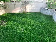 LAWN REPAIR - Photo 4