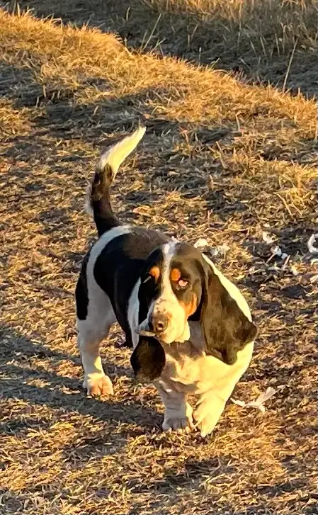 AWESOME BASSET HOUND