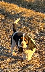 AWESOME BASSET HOUND