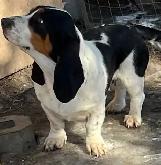 AWESOME BASSET HOUND - Photo 2