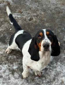 AWESOME BASSET HOUND - Photo 3