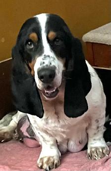 AWESOME BASSET HOUND - Photo 4