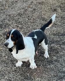 AWESOME BASSET HOUND - Photo 5