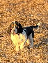 AWESOME BASSET HOUND - Photo 6