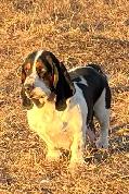 AWESOME BASSET HOUND - Photo 7