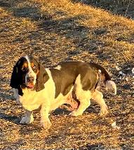 AWESOME BASSET HOUND - Photo 8