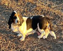 AWESOME BASSET HOUND - Photo 9