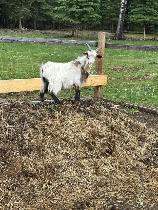 Pet Goats for sale