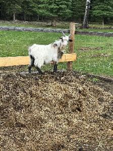 Pet Goats for sale