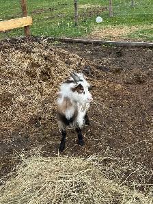 Pet Goats for sale - Photo 2