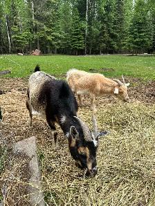 Pet Goats for sale - Photo 3