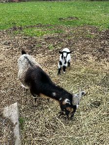 Pet Goats for sale - Photo 4