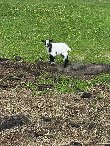 Pet Goats for sale - Photo 5