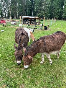 Pet Goats for sale - Photo 6