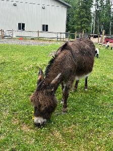 Pet Goats for sale - Photo 7