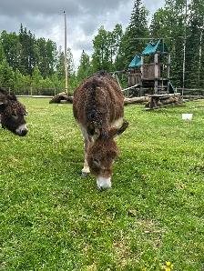 Pet Goats for sale - Photo 8