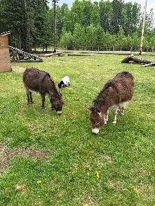 Pet Goats for sale - Photo 9