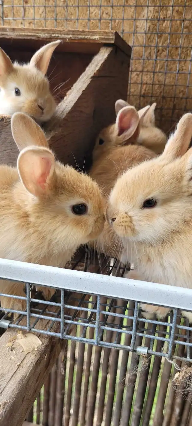 cream d'argent rabbits