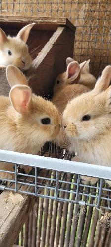 cream d'argent rabbits