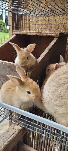 cream d'argent rabbits - Photo 2