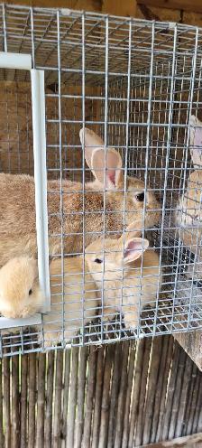 cream d'argent rabbits - Photo 3