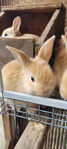 cream d'argent rabbits - Photo 4