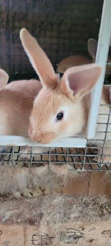 cream d'argent rabbits - Photo 5