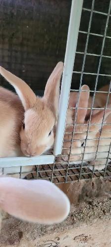 cream d'argent rabbits - Photo 6