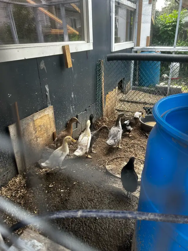 Ducks for sale