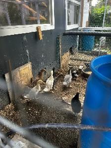 Ducks for sale