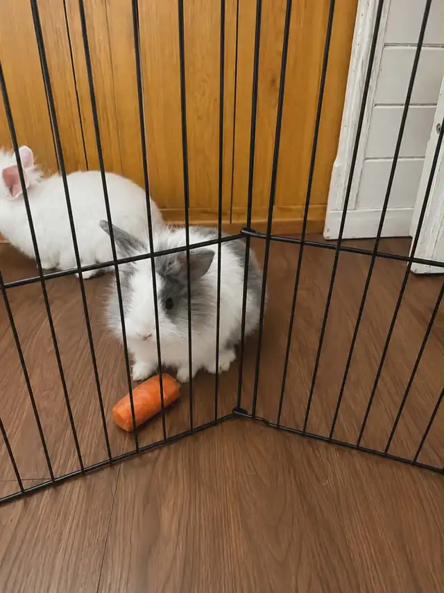 nos petite boule de poils surprise
